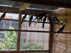 Rosella ´s, Dieren en Toebehoren, Vogels | Overige Vogels