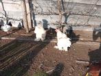 Brahma wit/lemon pyle koppel, Dieren en Toebehoren, Pluimvee