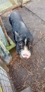mini varken, Animaux & Accessoires, Moutons, Chèvres & Cochons, Mâle, Porcs, 0 à 2 ans