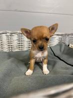 Chihuahua pupjes hier geboren, Dieren en Toebehoren, België, CDV (hondenziekte), 8 tot 15 weken, Meerdere