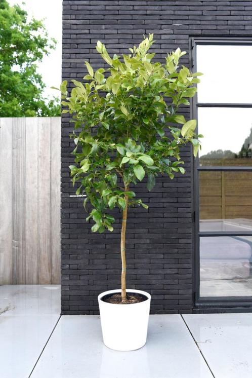 Citroenboom - citrus limon - stamomtrek 8-10cm - 150cm hoog, Tuin en Terras, Planten | Fruitbomen, Citroenboom, 100 tot 250 cm