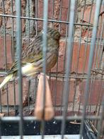 Gloster koppel man '23 , pop intensief  '24, Dieren en Toebehoren, Vogels | Kanaries