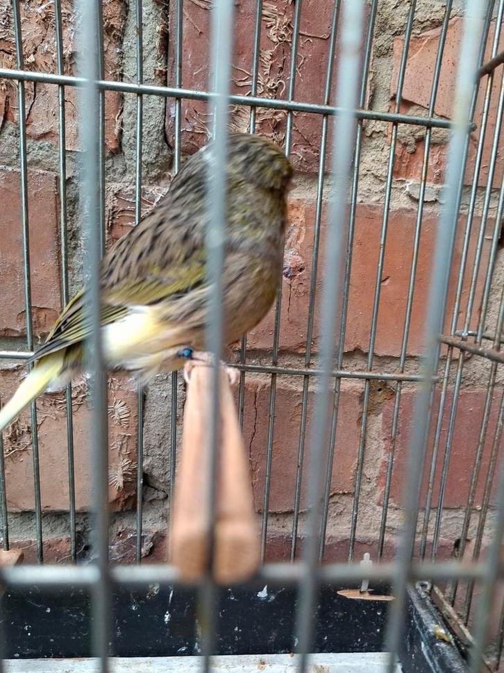 Gloster koppel man '23 , pop intensief  '24, Dieren en Toebehoren, Vogels | Kanaries