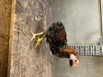 Araucana, Dieren en Toebehoren, Juli, Mannelijk