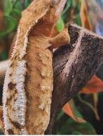 Crested gecko wimpergekko