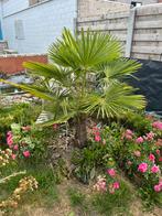 Palmboom te koop, Tuin en Terras, Ophalen, Palmboom
