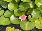 Waterlelie, Tuin en Terras, Ophalen
