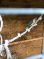 Phyrrura, Dieren en Toebehoren, Parkiet, Geringd