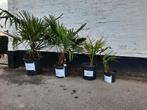 palmboom( trachycarpus fortunei, Tuin en Terras, Planten | Tuinplanten, Ophalen
