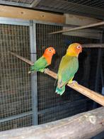 Inseparable fischeri