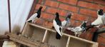 Ekstertuimelaars, Dieren en Toebehoren, Vogels | Overige Vogels