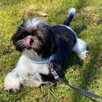 Belle femelle Shih Tzu "Fifi"-recherche un doux foyer, Animaux & Accessoires, Chiens | Chihuahuas & Chiens de compagnie, 15 semaines à 1 an
