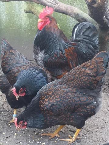 Broedeieren dubbelgezoomde barnevelder., Dieren en Toebehoren, Pluimvee, Geslacht onbekend, Kip