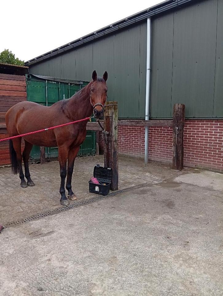 19jarige kwpn merrie inclusief materiaal, Dieren en Toebehoren, Paarden, Merrie, Z, 170 tot 175 cm, 11 jaar of ouder, Dressuurpaard
