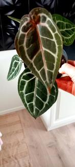 Anthurium michelle Docblock, Huis en Inrichting, Kamerplanten, Ophalen