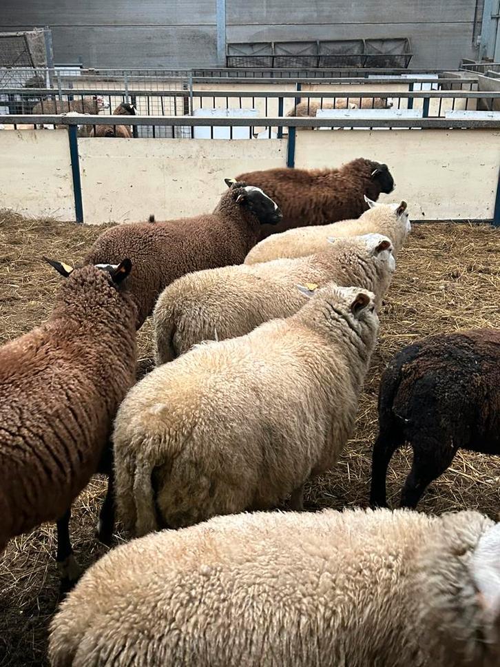Kudde van 12 mooie jonge rammen schapen ( mannelijk ), Dieren en Toebehoren, Schapen, Geiten en Varkens, Schaap, Mannelijk