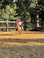 Verzorg pony aangeboden, Dieren en Toebehoren, Paarden