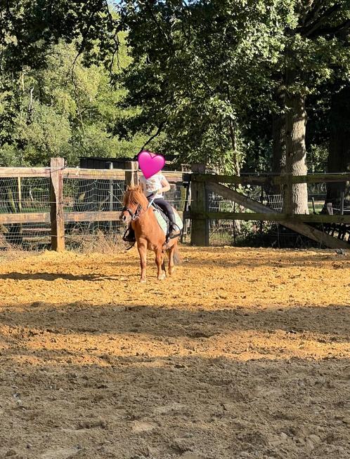 Verzorg pony aangeboden, Dieren en Toebehoren, Paarden