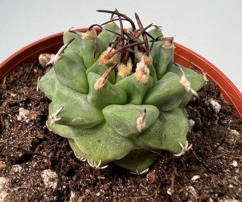 Turbinicarpus Alonsoi, Maison & Meubles, Plantes d'intérieur, Cactus, Moins de 100 cm, Envoi