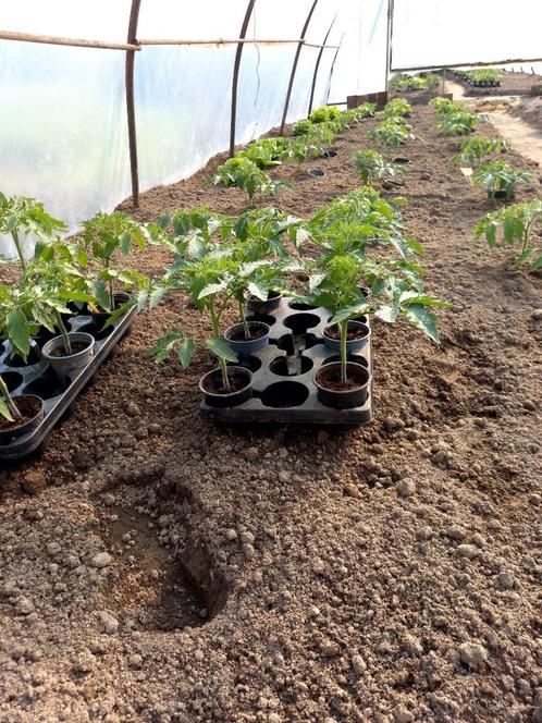 Stevige tomatenplanten te koop 1 euro/st, Jardin & Terrasse, Plantes | Jardin, Enlèvement