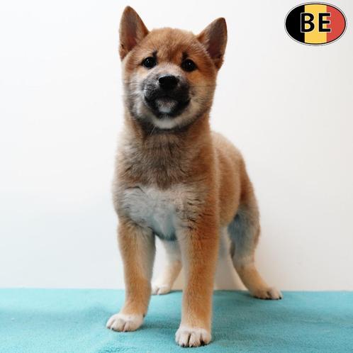 Shiba Inu - leuke pups, geboren in België, Dieren en Toebehoren, Honden | Poolhonden, Keeshonden en Oertypen, Meerdere dieren