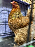 Brahma's te koop, Dieren en Toebehoren, Pluimvee, Meerdere dieren, Kip