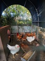 Jonge hanen te koop, Dieren en Toebehoren, Pluimvee, Kip