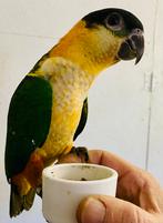 Zwartkop caique, Dieren en Toebehoren, Geslacht onbekend