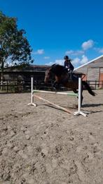 Hele brave springgefokte kwpn merrie, Dieren en Toebehoren, Paarden, Merrie, Springpaard, Gechipt, 170 tot 175 cm