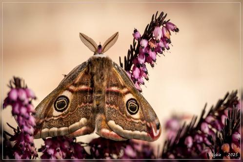 Saturnia pavonia(nachtpauwoog) eitjes, Dieren en Toebehoren, Insecten en Spinnen, Vlinders of Rupsen