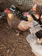 Engelse krielen: 1 patrijskleur hen, Dieren en Toebehoren, Pluimvee, Vrouwelijk, Kip