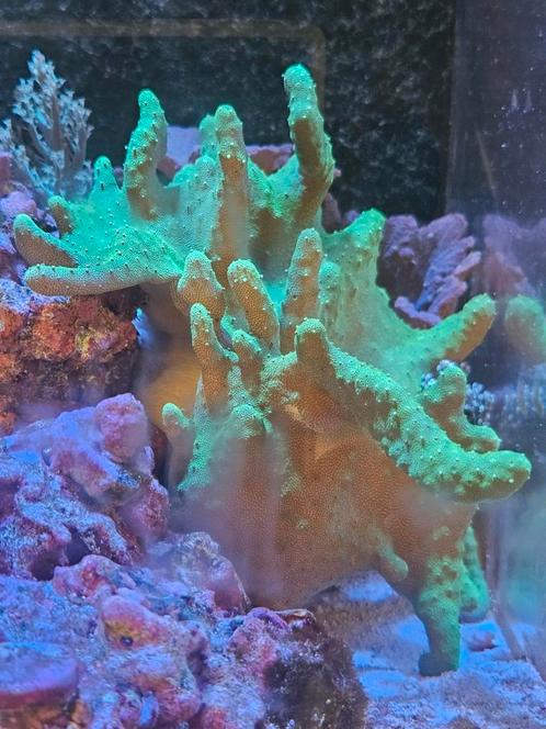 Verschillende Lederkoralen te koop!, Dieren en Toebehoren, Vissen | Aquariumvissen