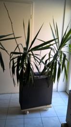 bloembak met 2 yucca's, 100 tot 150 cm, Yucca, Halfschaduw, In pot