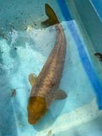 Chagoi van 40cm. Jumbo tosai, Dieren en Toebehoren, Karper of Koi