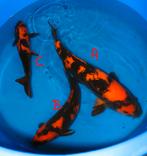 Bonjour Utsuri, Carpe ou Koï