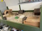 Caviahok, Dieren en Toebehoren, Knaagdieren en Konijnen | Hokken en Kooien, Ophalen, 110 cm of meer, Zo goed als nieuw, 90 cm of meer