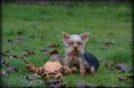 mini Yorkshire Terrier pup (toy), Dieren en Toebehoren, Yorkshire Terriër, België, Reu, CDV (hondenziekte)