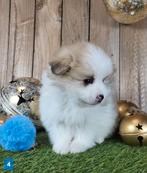 Chiot de Poméranie/pygmée/Poméranien/pompon / petit loulou, Loulou, Plusieurs, Parvovirose, Belgique