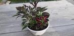 siernetels of coleus, Huis en Inrichting, Kamerplanten, Ophalen, Overige soorten, Minder dan 100 cm, Bloeiende kamerplant