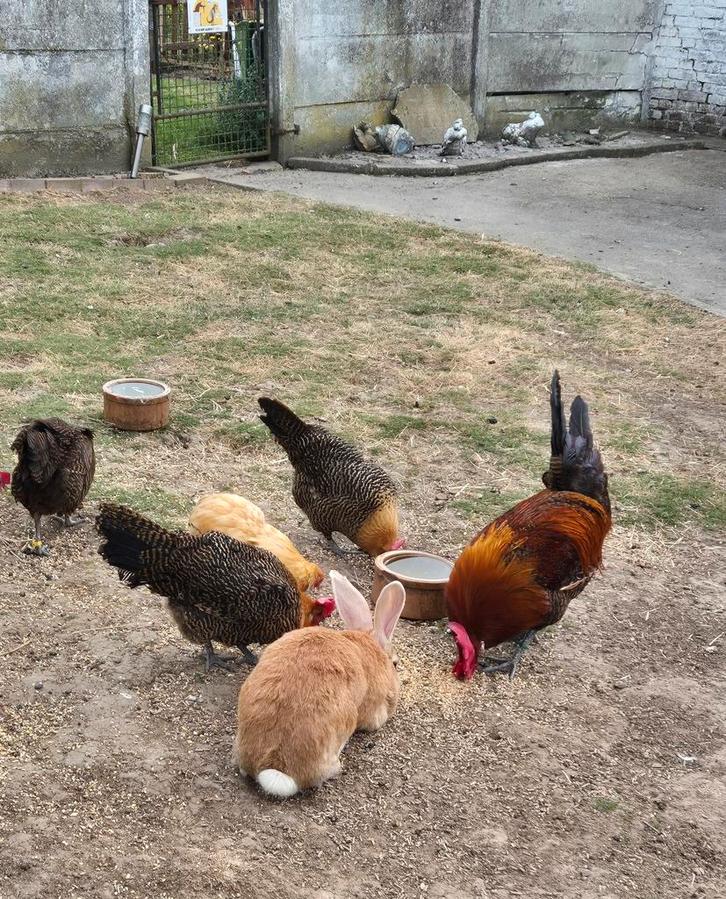 Goudbrakel toom, Dieren en Toebehoren, Pluimvee
