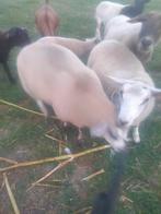 Schapen te koop, Dieren en Toebehoren, Schapen, Geiten en Varkens