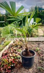 Palmier d’exterieur, Jardin & Terrasse, Enlèvement