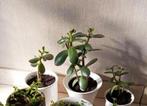 kamerplant Crassula / 2 cactussen /cactus 35 j bloemstaander, Huis en Inrichting, Kamerplanten, Ophalen, Cactus