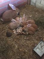 Vlaamse reusjes, Plusieurs animaux, Grand, 0 à 2 ans