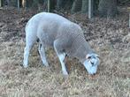 Ram-en ooilammeren Texel/swifter, Dieren en Toebehoren, Meerdere dieren, Schaap, 0 tot 2 jaar