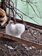 Cochin kriel hennen wit, Dieren en Toebehoren