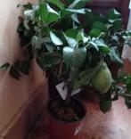 Citronnier, Enlèvement