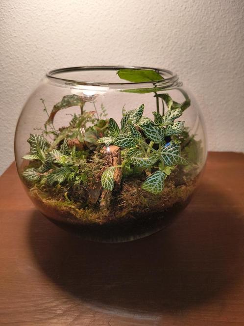 Tropische bokaal, Huis en Inrichting, Kamerplanten, Ophalen