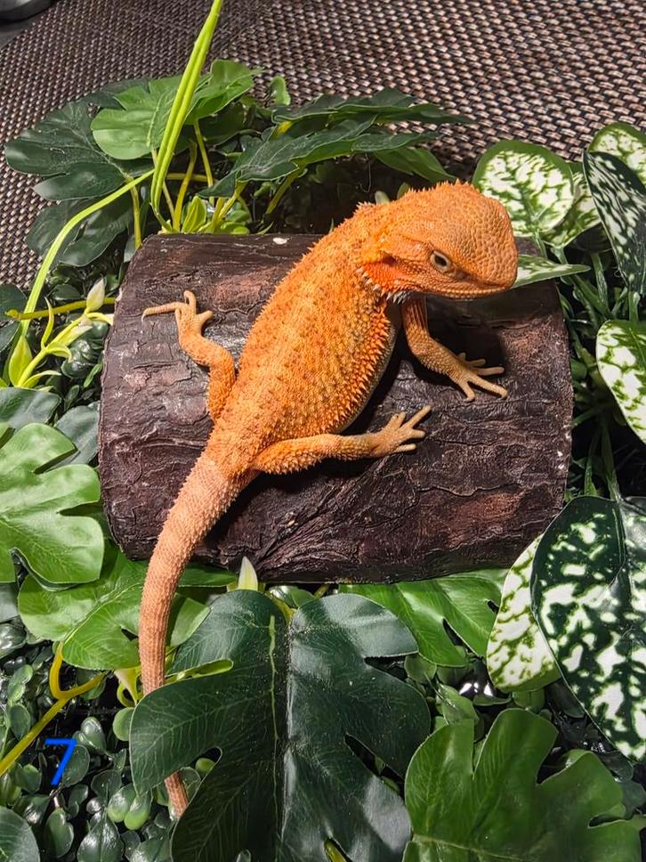 Jonge Baardagaam – Hypo Translucent Red/Orange man, Dieren en Toebehoren, Reptielen en Amfibieën
