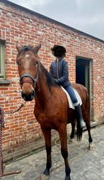 2 jarige dravers merrie, Dieren en Toebehoren, Paarden, Merrie